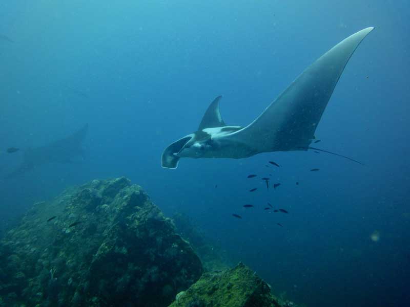 diving7